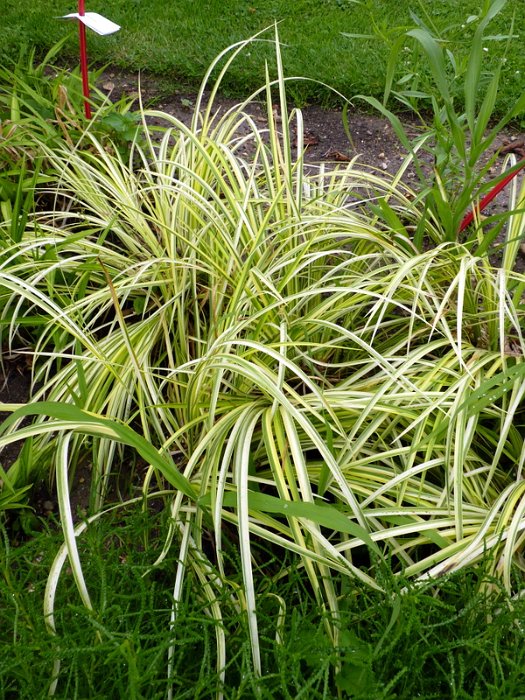 Acorus gramineus 'Ogon' (3)